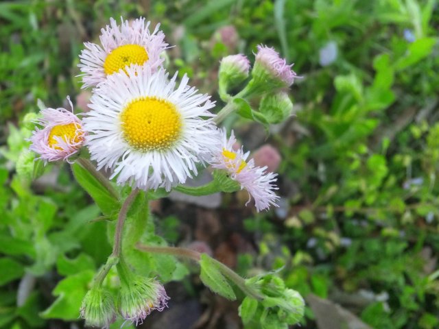 Hanami Image 3: Wildflowers