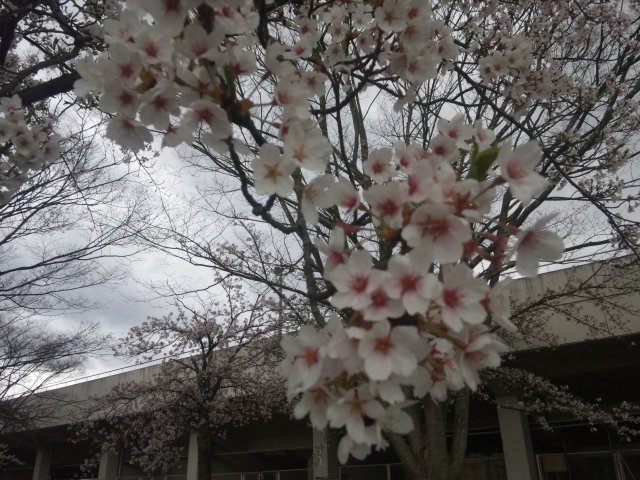 Hanami Image 4: White Sakura