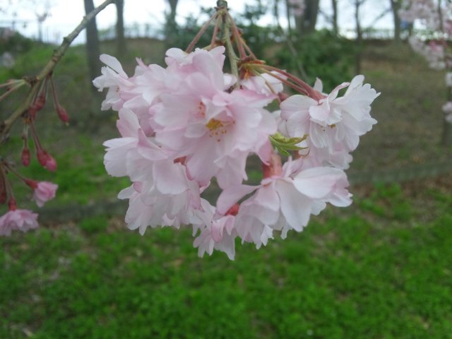 Hanami Image 5: Pink Sakura