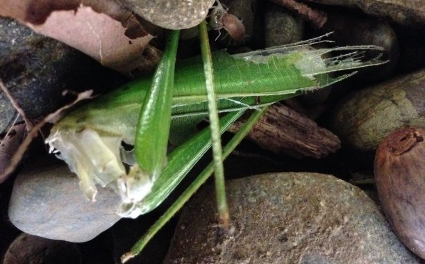 Grasshopper Exoskeleton and Potato Bug