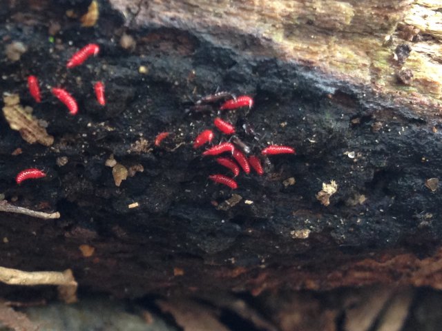 Red Larva