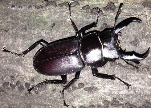 Kuwagata (Stag Beetle)